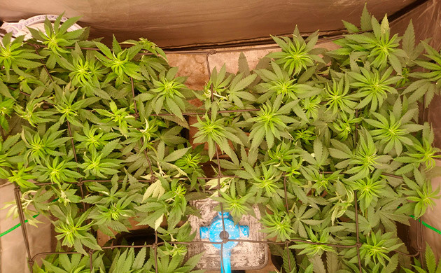 Установка сетки ScrOG Сетка Скрог над кастами