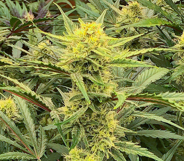 Цветение куста Gelato Auto Куст Gelato Auto на цветении