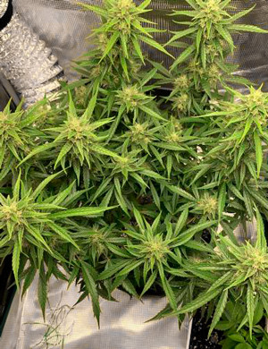 Появление сильного запаха на 8 неделе Куст на восьмой неделе выращивания