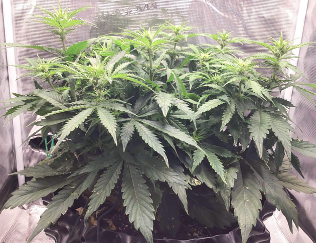 Регулярный полив Годзилла кукис авто Уход на 7-й неделе Godzilla Cookies Auto