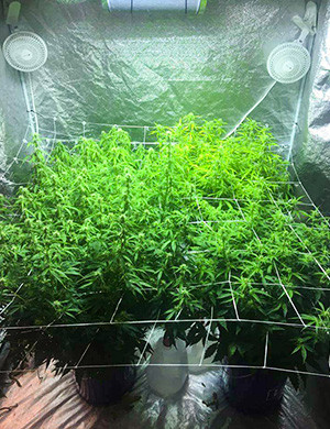 Цветение на 8 неделе выращивания Пышные кусты в боксе