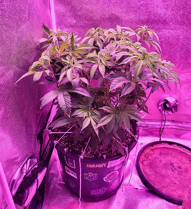 Воздействие стресса на марихуану Куст Moonshine Cookies на 7 неделе роста