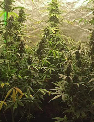 Промывка куста в конце 9 недели Рост кустов 60-80 см