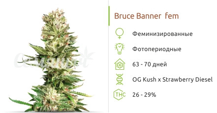 Сорт конопли Bruce Banner Bruce Banner от Cali Buds Seeds