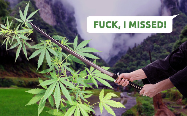 Появление техники FIM-обрезки Случайный срез верхушки конопли