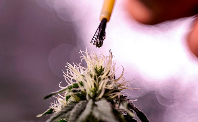 Генетика сорта конопли F1 Генетика сортов марихуаны F1