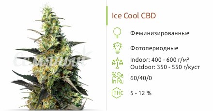 Сорт конопли Ice Cool CBD Ice Cool CBD fem (Sweet Seeds)