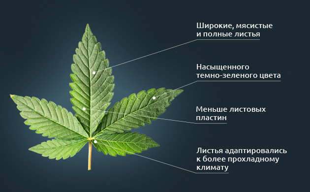Широкие листья конопли Индики Листья сортов Индики