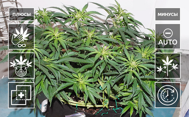 Преимущества и недостатки Монстр Кроппинга Плюсы и минусы Монстр Кроппинга