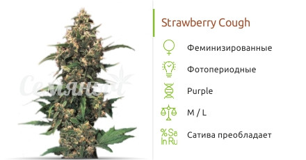 Сорт конопли Strawberry Cough Strawberry Cough fem (Dutch Passion)