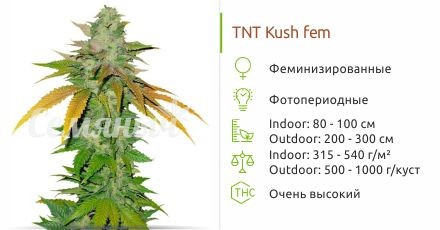 Сорт конопли TNT Kush TNT Kush fem от Eva Seeds