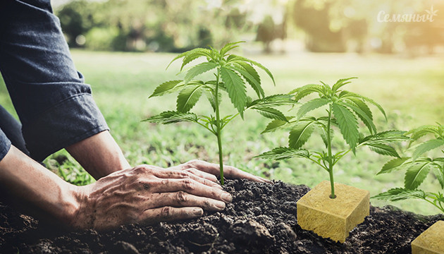 Клонирование марихуаны в аутдоре Высадка клонов в открытый грунт