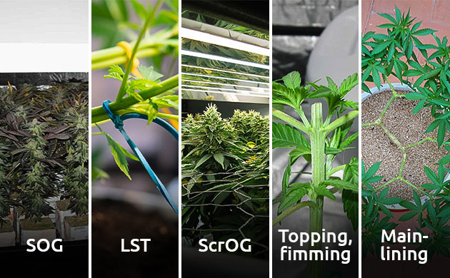 Методы тренировки для максимального урожая Эффективное использование пространства в грове