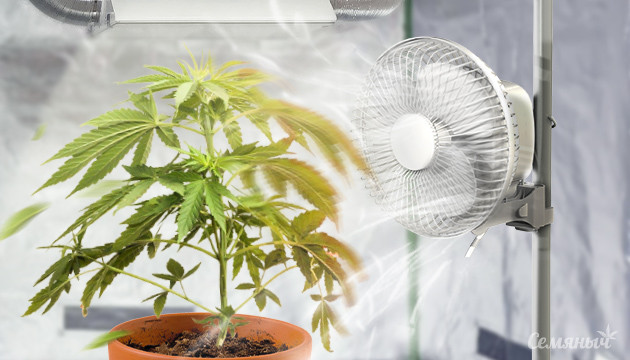 Ветровой ожог конопли Ожог конопли ветром