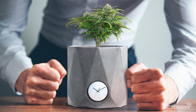 Причины слабого развития автоцветов Почему мало урожая у автоцветущего сорта марихуаны