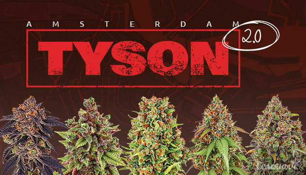 Открытиe фирменной кофейни TYSON 2.0 открытиe кофешопа Майка Тайсона в Амстердаме