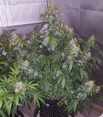 Развитие Auto White Widow на 9 неделе выращивания Цветущий куст Auto White Widow