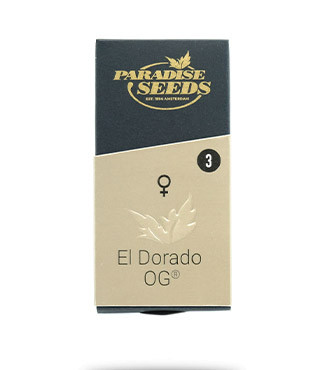 El Dorado OG fem (Paradise Seeds)