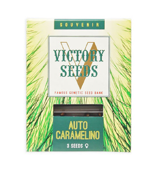 Auto Caramelino fem (Victory Seeds)