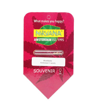 Blackberry fem (Nirvana Seeds)