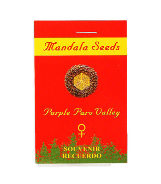Purple Paro Valley fem (Mandala Seeds)