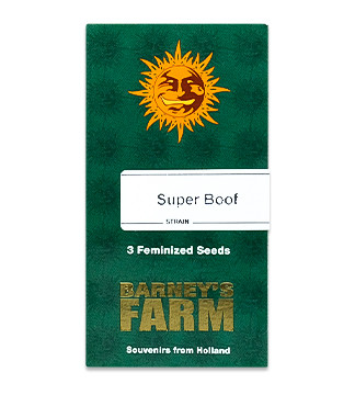Super Boof fem (Barney's Farm)