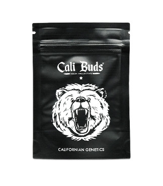 Gelato fem (Cali Buds Seeds)