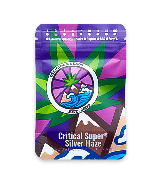 Critical Super Silver Haze fem (Delicious Seeds)