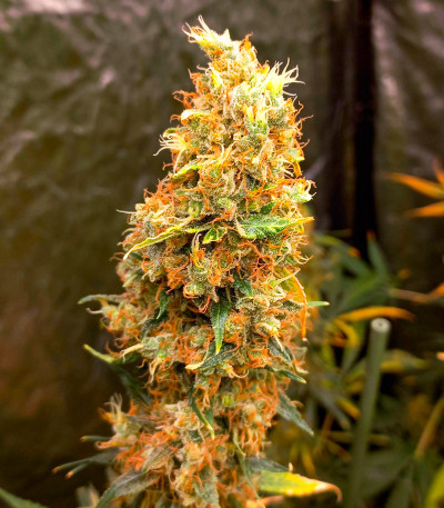 Семена конопли сорта Amnesia Haze