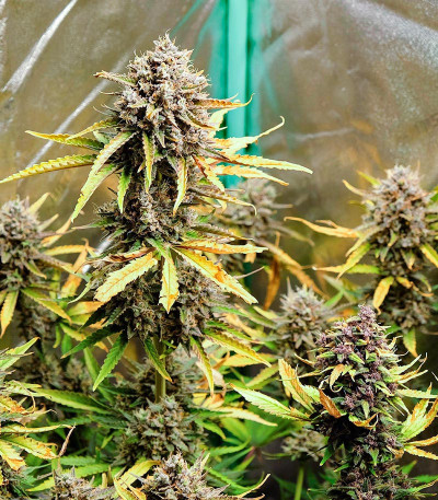 Семена сорта Crime Caramel Auto fem (Семяныч)