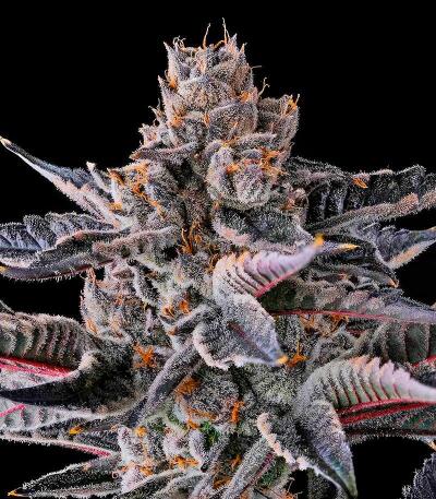 Семена сорта New Money fem (Compound Genetics)