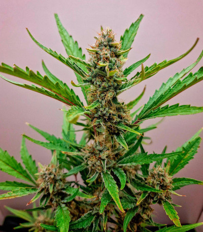 Семена сорта Orange Apricot Glue XL Auto fem (Sweet Seeds)