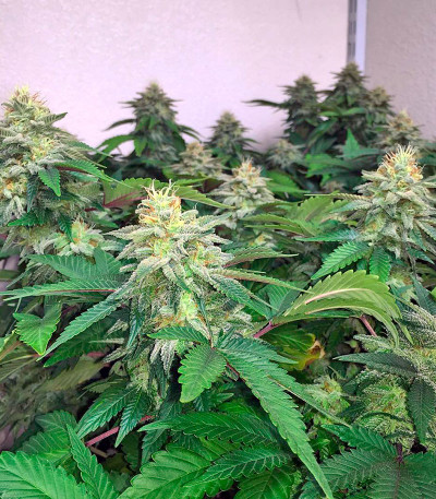 Семена сорта Papaya reg