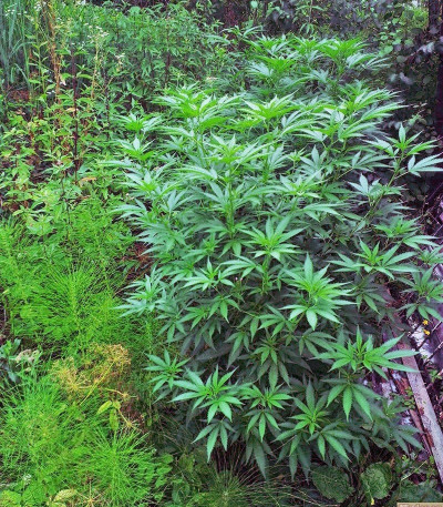 Семена сорта Skunk XL fem (Royal Queen Seeds)