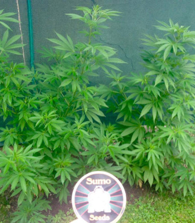 Семена сорта Zombie Haze fem (Sumo Seeds)