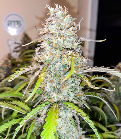 Семена сорта Black Herer Autoflower fem (Easy Grow Seeds)