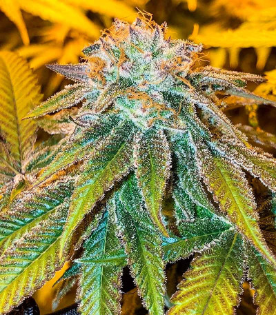 Семена сорта Nori Cake fem (Green House Seeds)