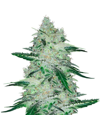 Семена сорта Violet's Wonder Auto fem (Sumo Seeds)
