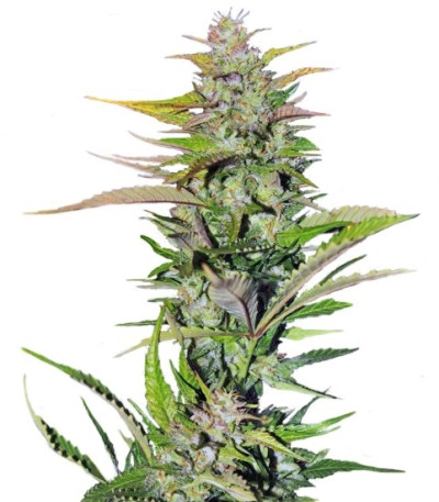 Семена сорта Black Jack fem (Sweet Seeds)