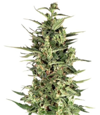 Семена сорта Dutch Cheese fem (Dutch Passion)
