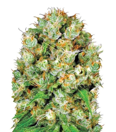 Семена сорта Sour Diesel fem (Bulk Seed Bank)