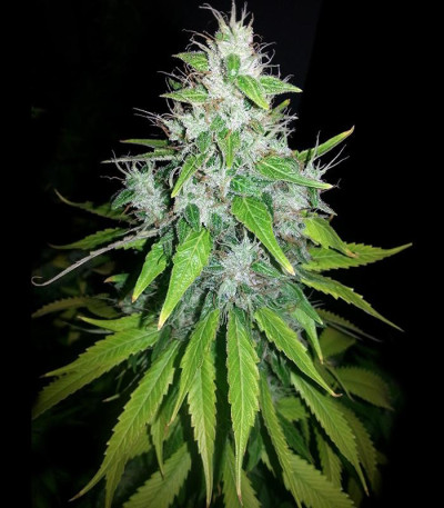 Семена сорта 8 Ball Kush fem (Barney's Farm)