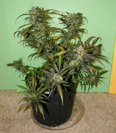 Семена сорта AK-49 fem (Vision Seeds)