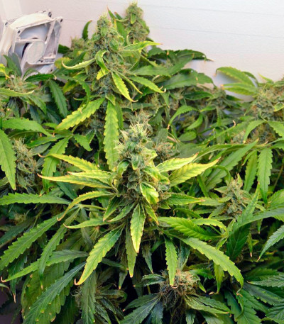 Семена сорта Auto Amnesia Gold fem (Pyramid Seeds)