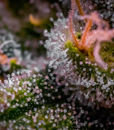 Семена сорта Blueberry Muffin fem (Humboldt Seed Company)