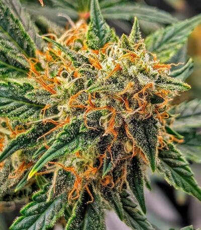 Семена сорта Baby Runtz Autoflower fem (Easy Grow Seeds)