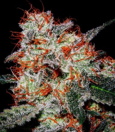 Семена сорта Gator Breath fem (7CH American)