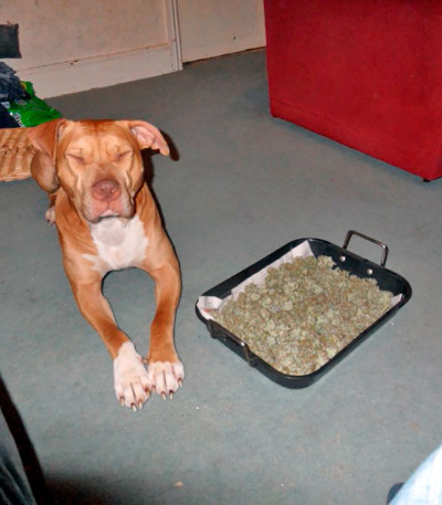 Семена сорта Mazar X Great White Shark fem (World of Seeds)