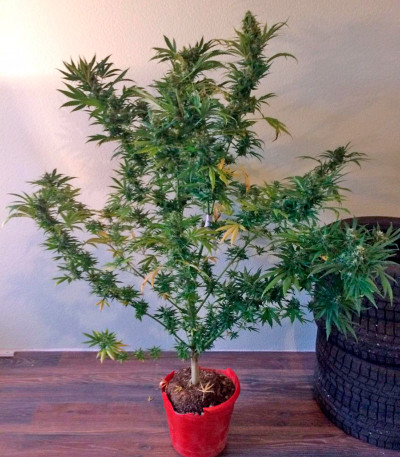 Семена сорта Wild Thailand fem (World of Seeds)
