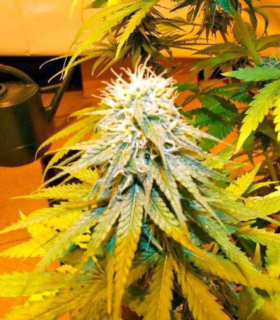 Семена сорта Wonder Woman reg (Nirvana Seeds)